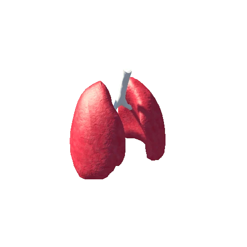 lungs original 01